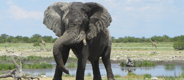 Encounters with big beasts